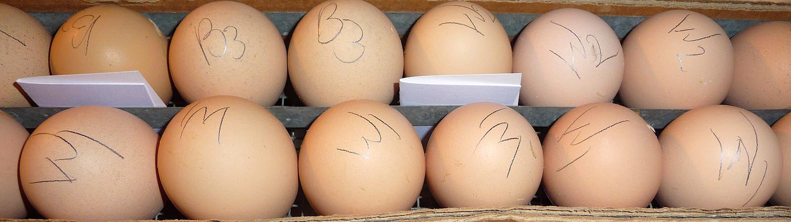 verliezen Veroveren formaat Eierbroederij Rietbergen – Vooor het uitbroeden van uw eieren